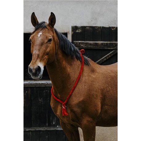 NORTON Ethologisches Halsband