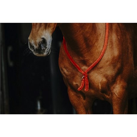 NORTON Ethologisches Halsband