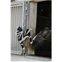 Jouet pour chevaux HIPPOTONIC "Zèbre"