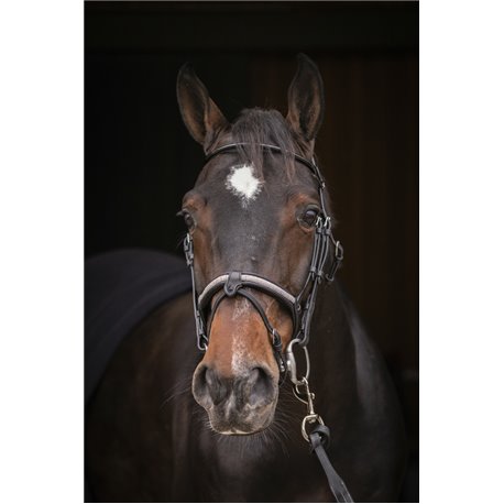 Bridon PENELOPE "Symphonie"