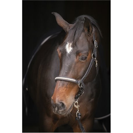 Licol PENELOPE "Harmonie"