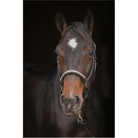 Licol PENELOPE "Harmonie"