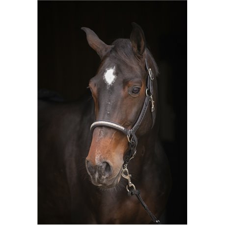 Licol PENELOPE "Harmonie"