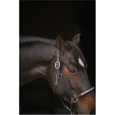 Licol PENELOPE "Harmonie"