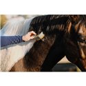 HIPPOTONIC - Vapeur - Striegel mit Stiel