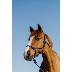 Licol ?thologique + longe NORTON - Duo 2