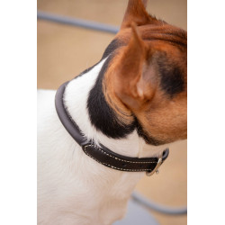 Collier pour chien PENELOPE "Olie" 2
