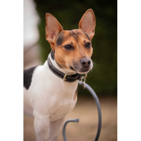 Collier pour chien PENELOPE "Olie"