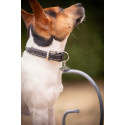 Collier pour chien PENELOPE "Olie"