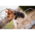 Collier pour chien PENELOPE "Olie"
