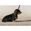 EQUITHÈME - Max - Hundehalsband und Leine