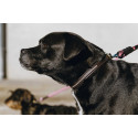 EQUITHÈME - Max - Hundehalsband und Leine