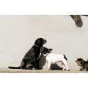 EQUITHÈME - Max - Hundehalsband und Leine