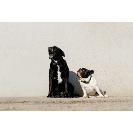 EQUITHÈME - Max - Hundehalsband und Leine