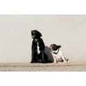 EQUITHÈME - Max - Hundehalsband und Leine