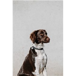 EQUITHÈME - Nala - Hundehalsband 2