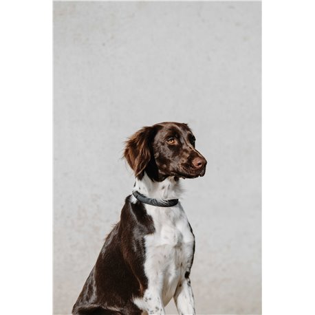 EQUITHÈME - Nala - Hundehalsband