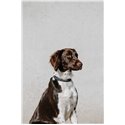 EQUITHÈME - Nala - Hundehalsband