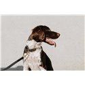 EQUITHÈME - Nala - Hundehalsband