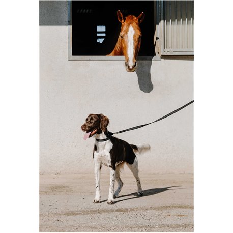 EQUITHÈME - Nala - Hundehalsband