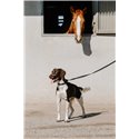 EQUITHÈME - Nala - Hundehalsband