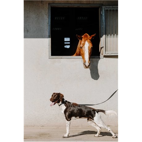 EQUITHÈME - Nala - Hundehalsband