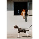 EQUITHÈME - Nala - Hundehalsband