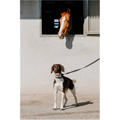 EQUITHÈME - Nala - Hundehalsband