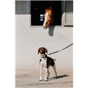 EQUITHÈME - Nala - Hundehalsband