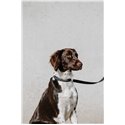 EQUITHÈME - Nala - Hundehalsband