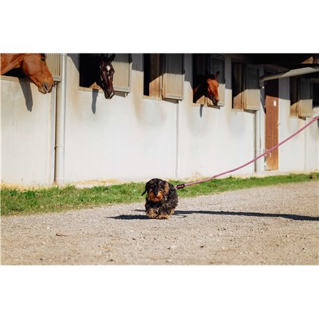 RIDING WORLD - Lucky - Hundeleine mit Griff