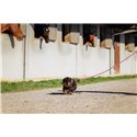 RIDING WORLD - Lucky - Hundeleine mit Griff