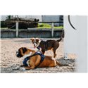RIDING WORLD - Simba - Hundegeschirr