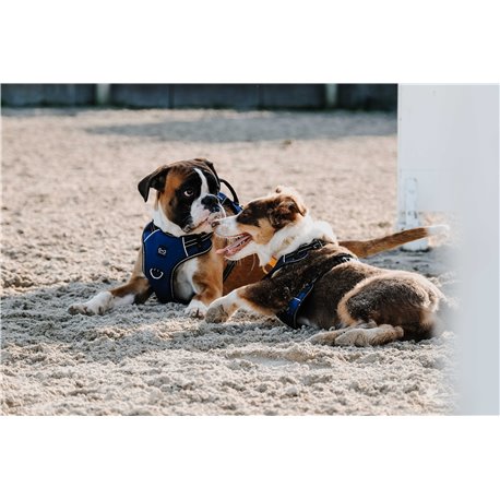 RIDING WORLD - Simba - Hundegeschirr