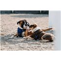 RIDING WORLD - Simba - Hundegeschirr