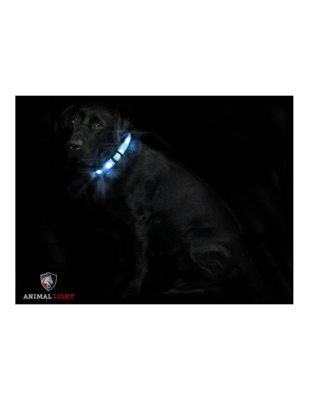 Animal Light – Collier pour chien « Cash »