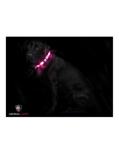 Leucht-Hundehalsband „Cash“