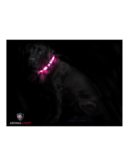 Leucht-Hundehalsband „Cash“